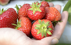 Pick Your Own Strawberries