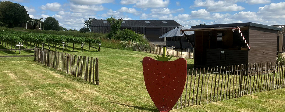 Pick Your Own Fruits at Little Mountains Farm in Great Totham