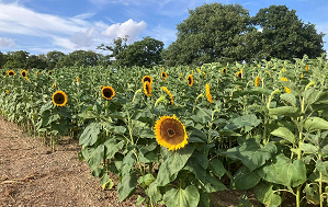 Little Mountains Farm