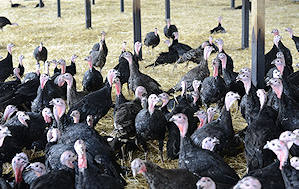 Turkeys in a barn